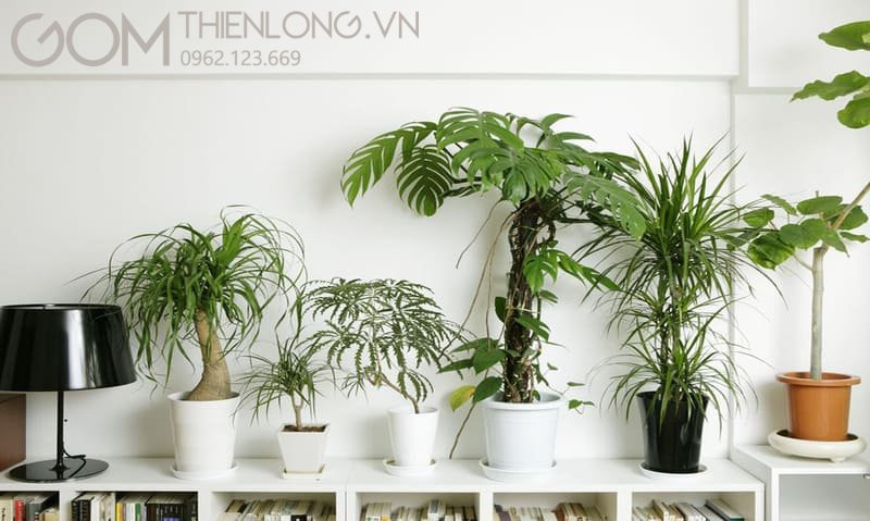 Cây phong thủy cho người tuổi Bính Tý