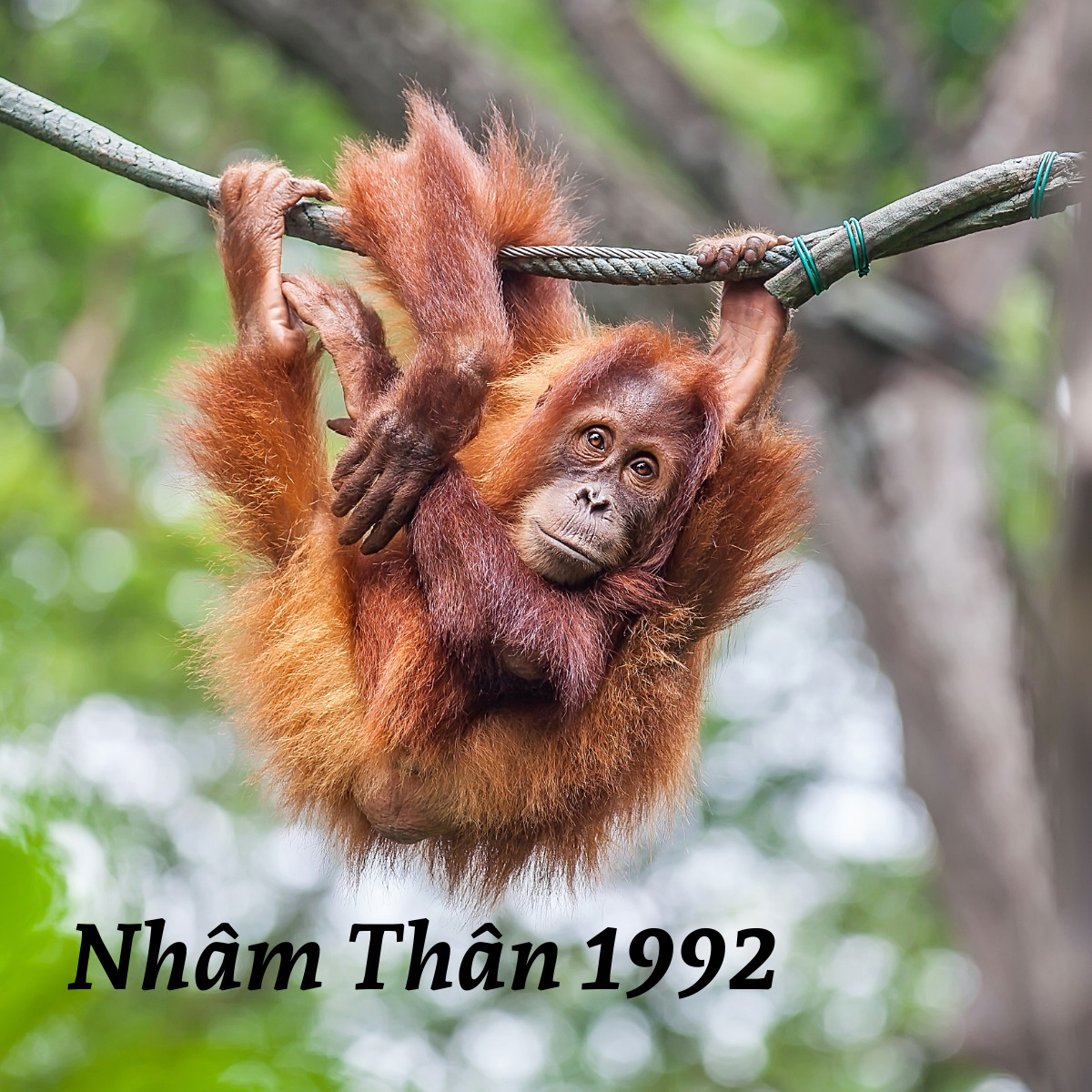 Hình ảnh minh họa: Sinh năm 1992 tuổi con khỉ