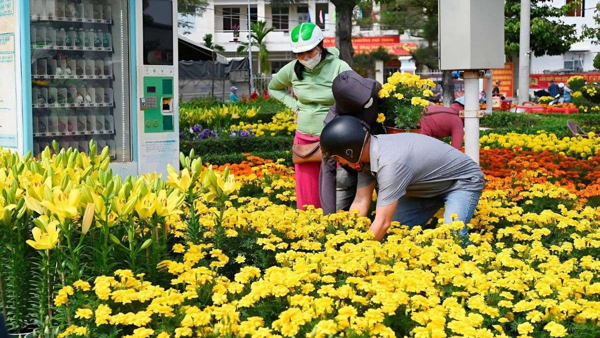 Còn bao nhiêu ngày nữa đến tết 2025 âm lịch