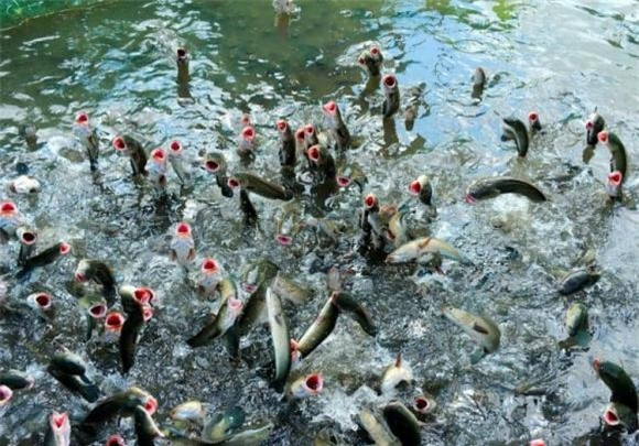 Chim sa cá nhảy, không ăn chim sa cá nhảy, Tổ tiên, lời dạy tổ tiên