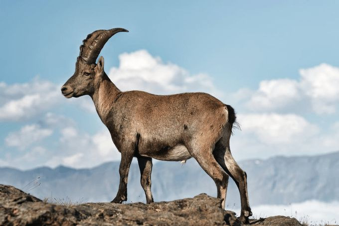 Tuổi Quý Mùi sinh năm 2003 hợp màu gì