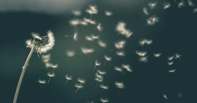 Hành giả trực nhận tính vô thường, giải phóng bám víu và đạt được hạnh phúc thực sự.