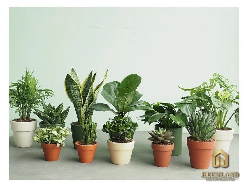 Cách trừ tà ma trong phòng ngủ bằng cây phong thủy