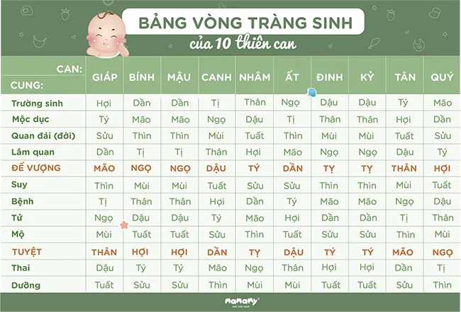Bảng Vòng Tràng Sinh của 10 Thiên Can, thể hiện chu kỳ thịnh suy của vận mệnh.