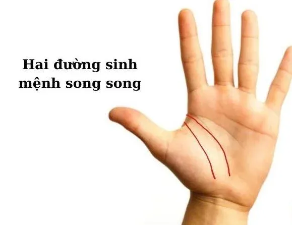 Bàn tay với hai đường sinh mệnh song song rõ nét và liền mạch