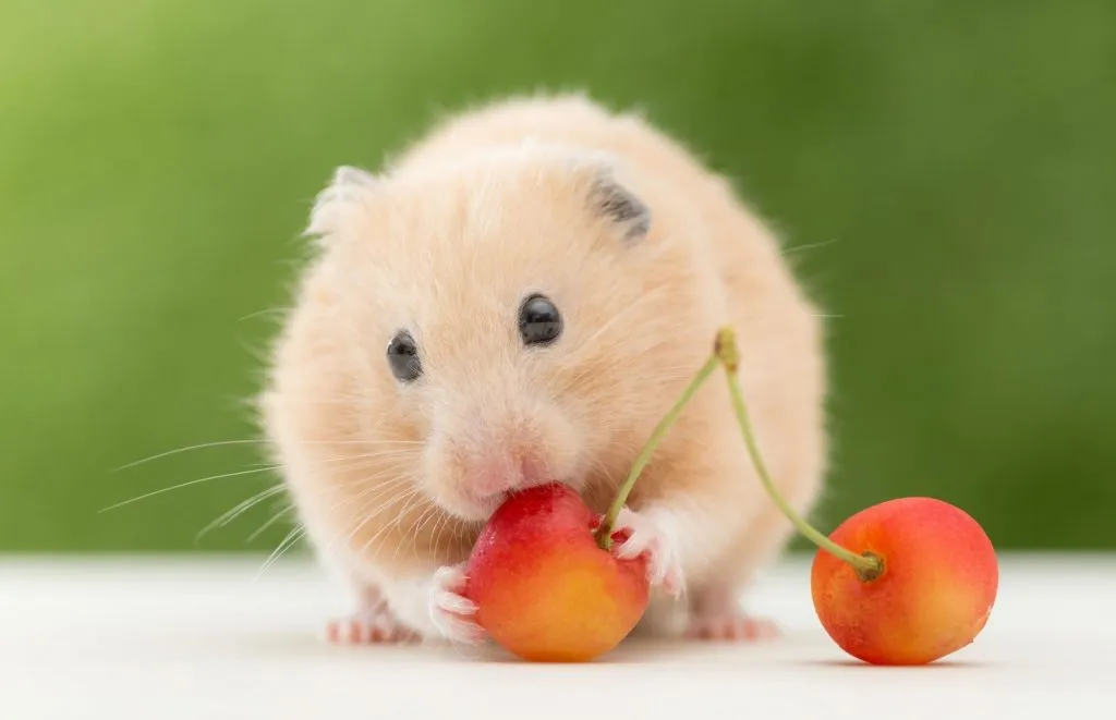 Hình ảnh nam nữ tuổi Nhâm Tý 1972 cầm tinh con Chuột