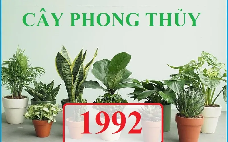 Cây phong thủy phù hợp với người tuổi Nhâm Thân 1992