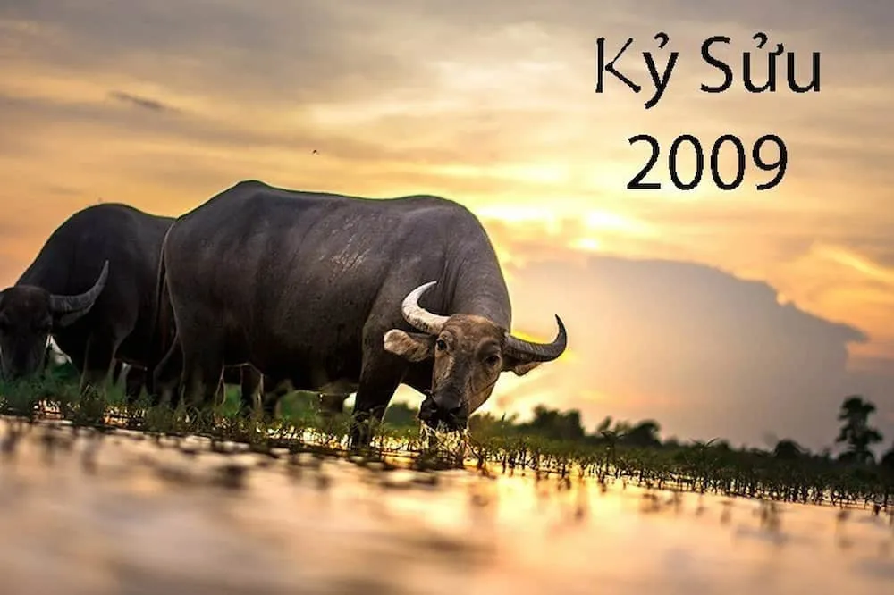 Biểu đồ thể hiện các đặc điểm tính cách nổi bật của người tuổi Kỷ Sửu 2009