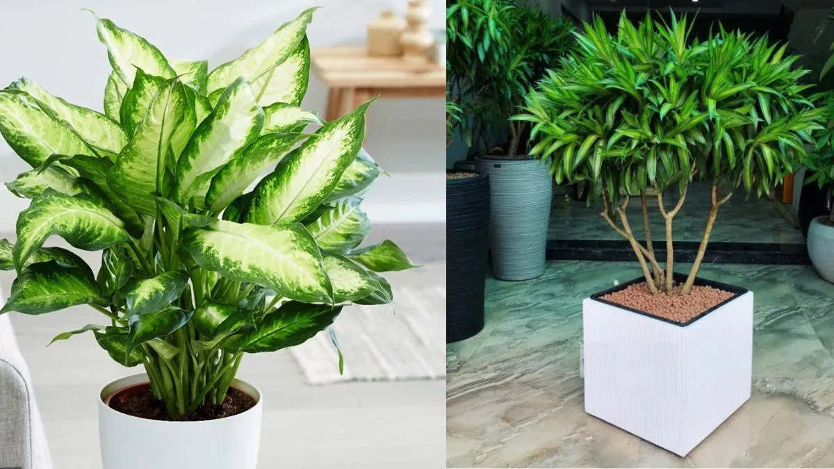 Hình ảnh một số loại cây cảnh hợp mệnh Kim như Lan Ý, Lưỡi Hổ, Kim Tiền