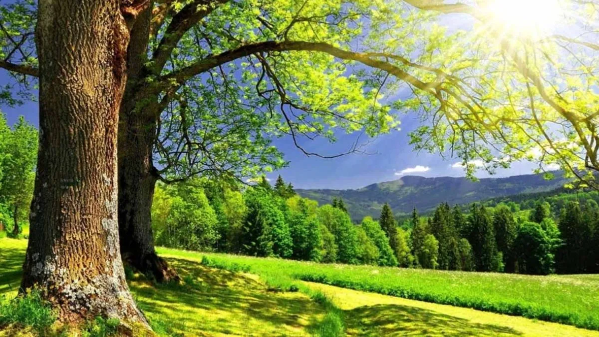 Biểu tượng ngũ hành Mộc Tùng Bách Mộc đại diện cho người sinh năm 2010