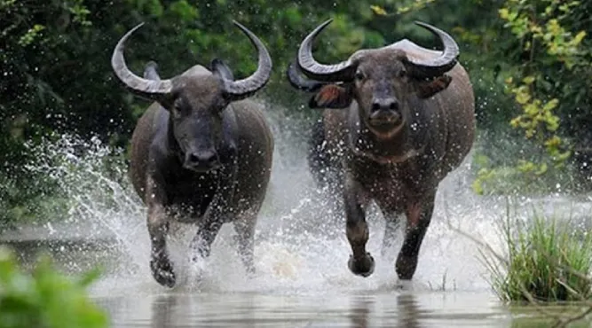 Người sinh năm 1985 đang tìm hiểu về tuổi của mình