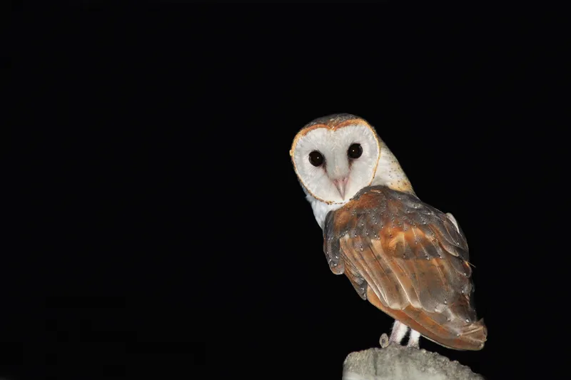 Đồng hồ hiển thị các mốc thời gian khác nhau, liên hệ đến tiếng chim lợn kêu