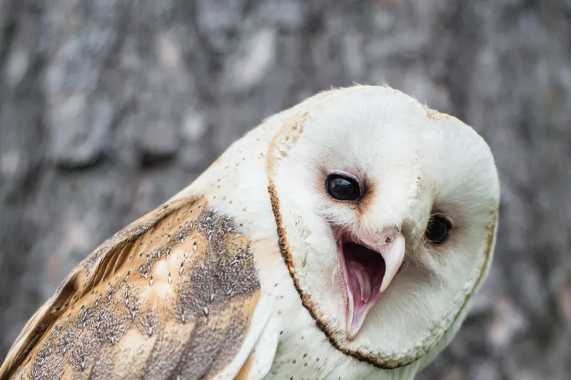 Chim lợn đậu trên cành cây, ban đêm cất tiếng kêu đặc trưng