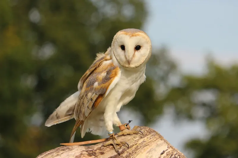 Hình minh họa chim lợn bay lượn trên mái nhà vào ban đêm