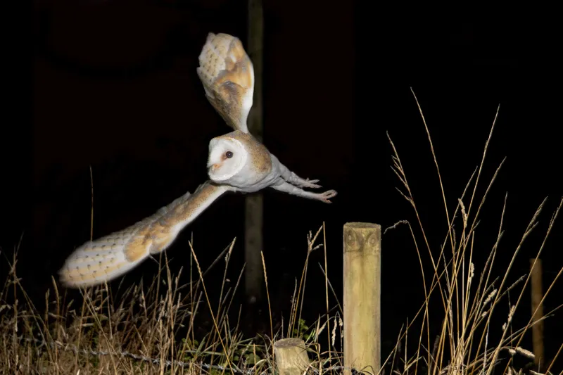 chimlon57f88d87f0e 1