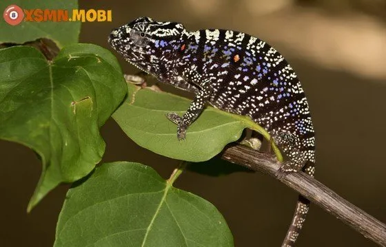 Giải mã điềm báo hiện tượng tắc kè kêu ban đêm, ban ngày