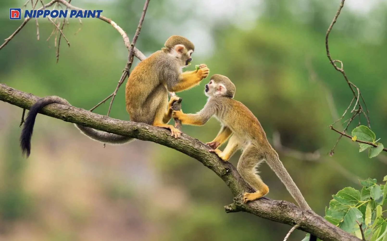 Người sinh năm 2016 tuổi Bính Thân, cầm tinh con Khỉ, thông minh và linh hoạt