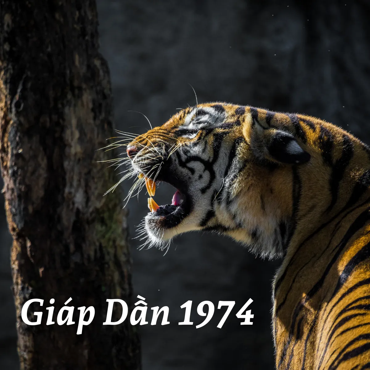 Thiên Can Giáp và Địa Chi Dần tạo nên tuổi Giáp Dần 1974