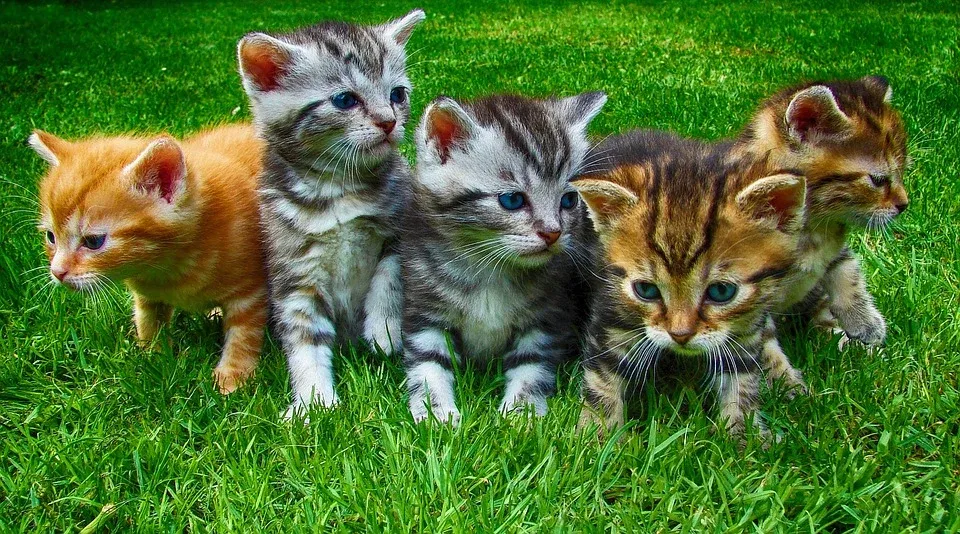 Mèo đen đang đi lại trong sân nhà, gợi liên tưởng về những câu chuyện dân gian