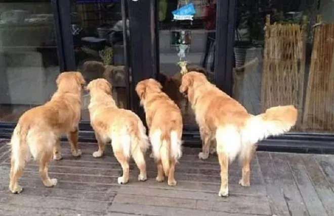 Một chú chó đang nằm thư giãn, thể hiện sự an lành và trường khí tốt