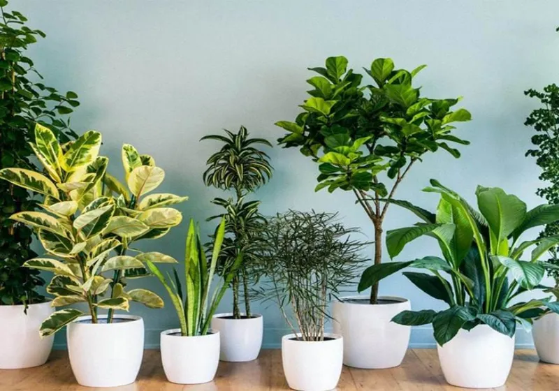 Các loại cây phong thủy mang lại may mắn cho người mệnh Thổ