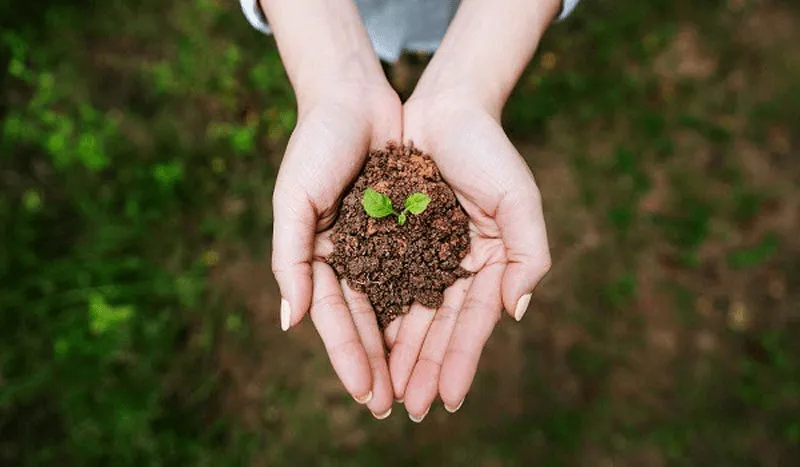 Đặc điểm người mệnh Bình Địa Mộc: Tượng trưng cho cây cỏ mềm mại mọc trên đồng bằng