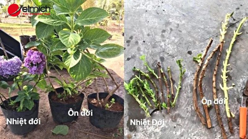 Cận cảnh bông hoa cẩm tú cầu nở rộ với nhiều cánh hoa nhỏ hình cánh bướm