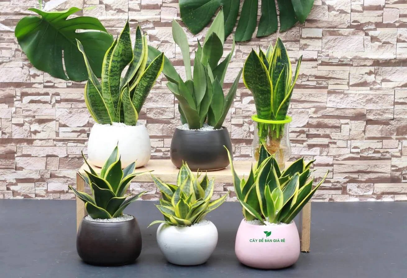 Cây lưỡi hổ mang lại may mắn cho người mệnh Kim và mệnh Thổ