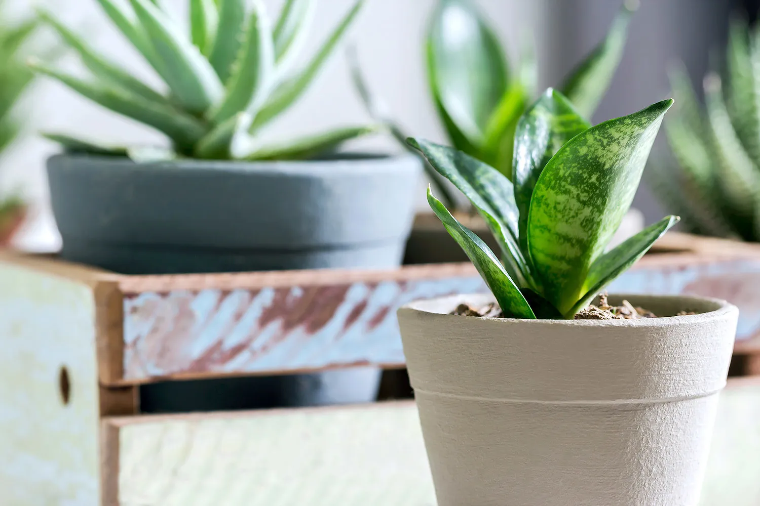 Cây lưỡi hổ dáng nhỏ gọn thích hợp đặt trên bàn làm việc